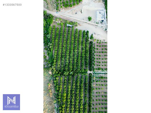 ADRASANDA SATILIK BORTAKAL BAHÇESİ
